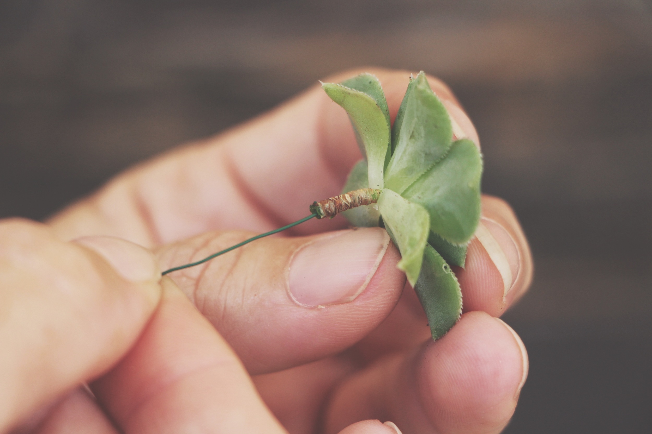 diy succulent crown via needles + leaves